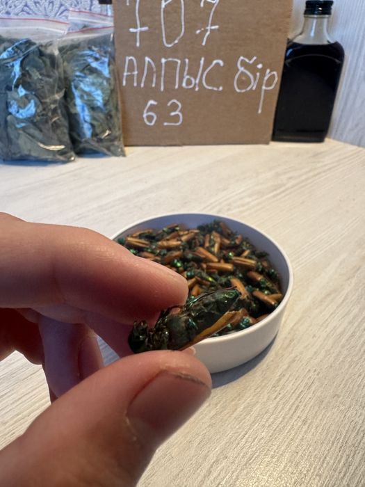 Алтын коныз майский жук