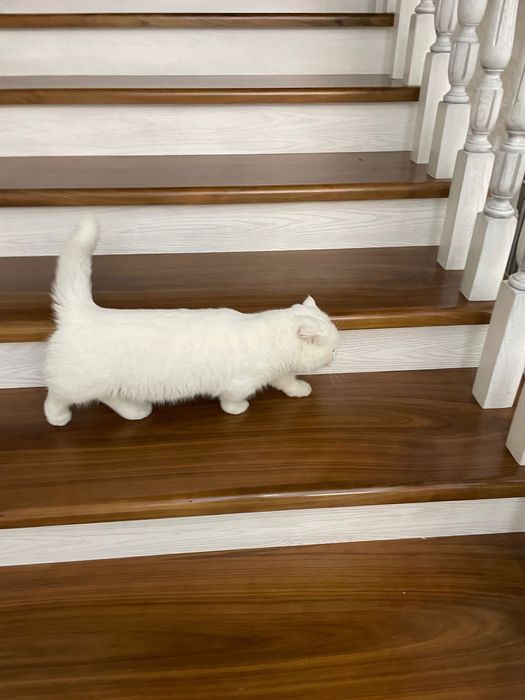 Sotiladi Manchkin o’g’il bola 1 yoshdan oshgan ko’payishga tayyor