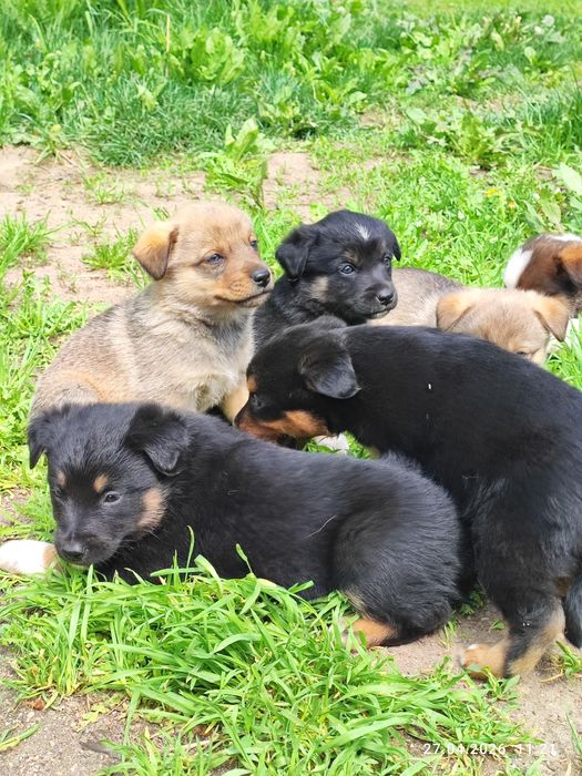 Корги тұқымдас күшік