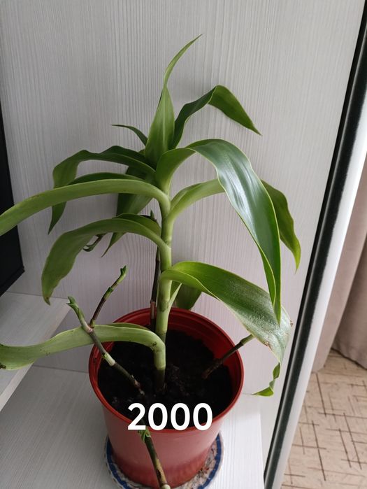 Продам комнатные цветы золотой ус