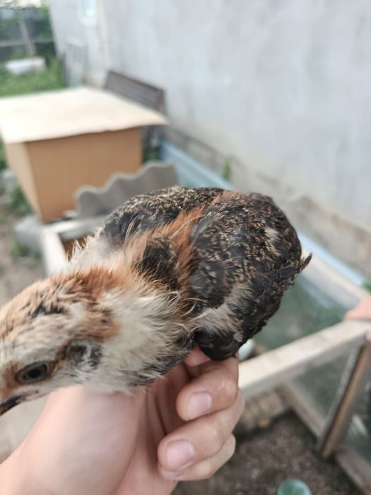 3,5 апталық өскен балапандр