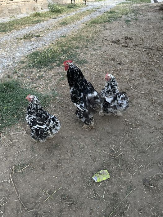 Brama tovuqlar sotiladi!!!