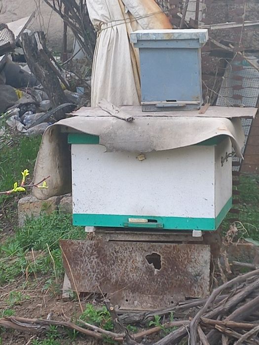 Асал ари уяси.  Улья для пчёл.