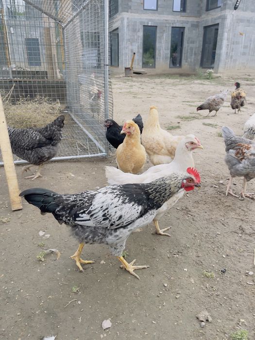 Продам курей виандот серебро