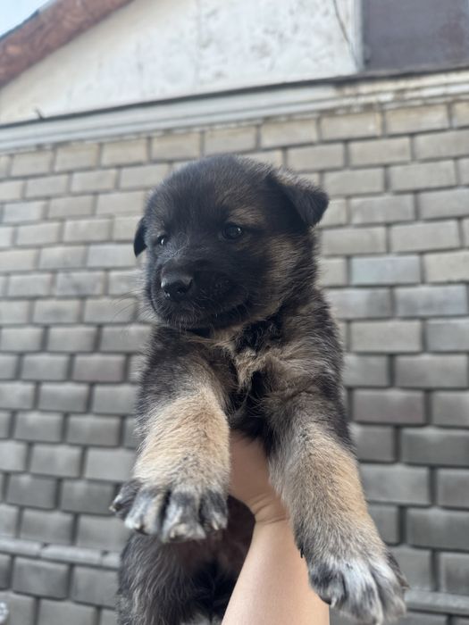 Отдам щенков в добрые руки