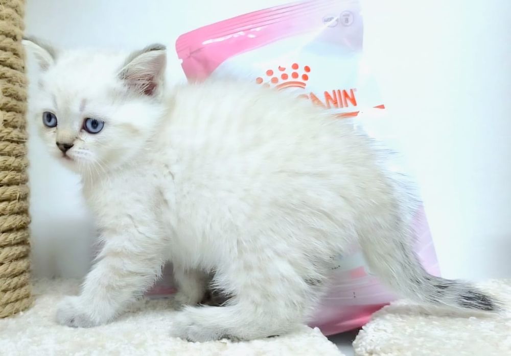 Кошечки шотландские