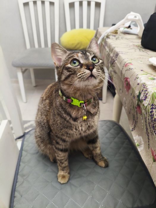 Отдам умную кошечку в добрые руки