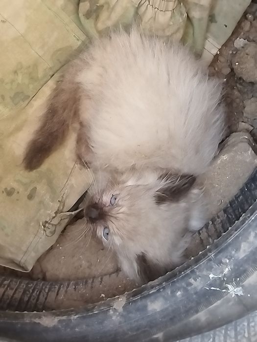 Отдам котёнка бесплатно