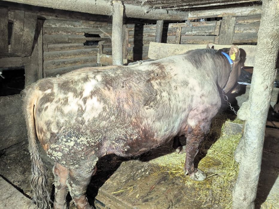 Продам быков на мясо 3500