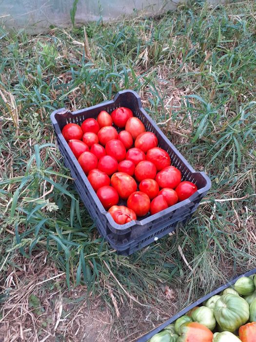 Roșii de grădină de vânzare