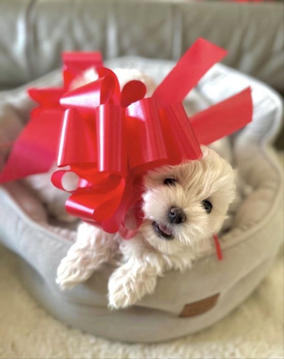 Mascul bichon superb