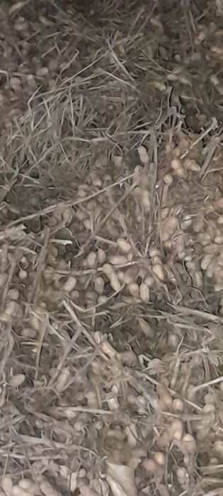 Мол учун ерёонгок ва хашак