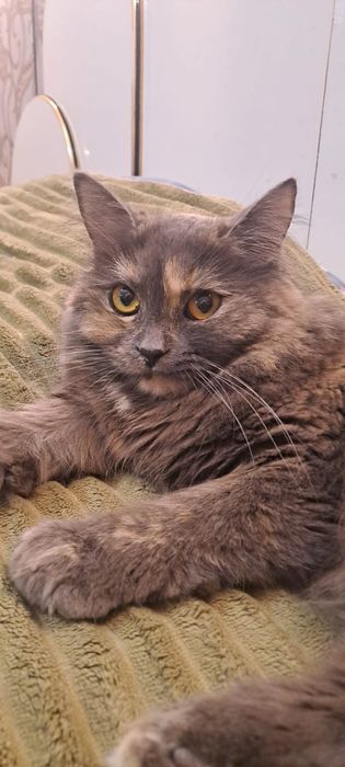 Молоденькая кошечка Бэлла в добрые руки