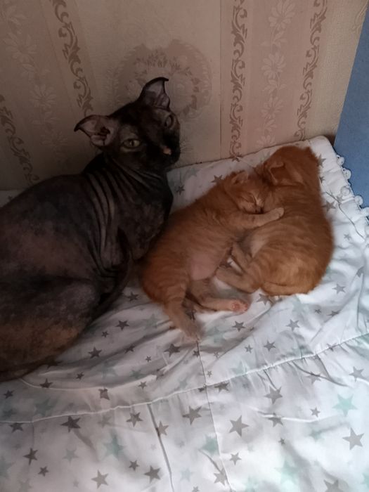 Отдадим милых котят