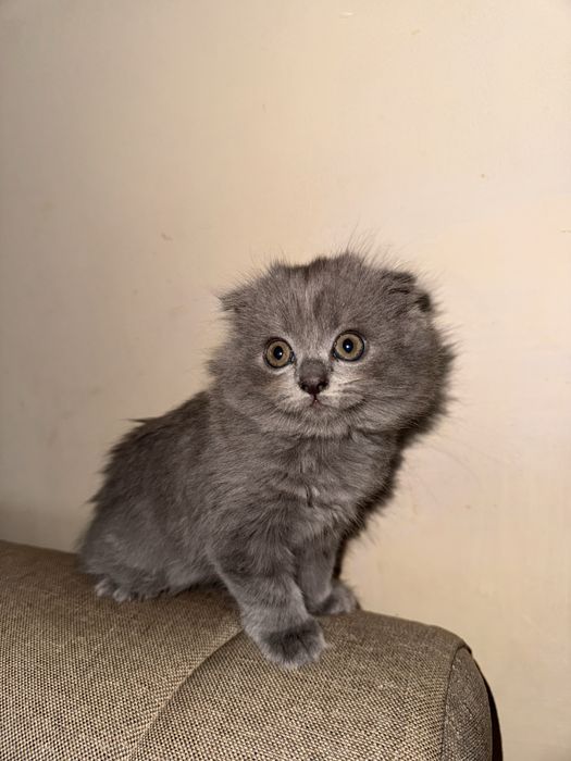 Бритиш фолд котята