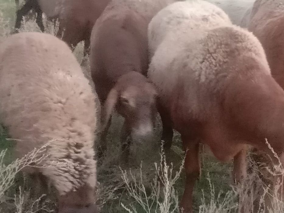 Семиз Кой сатылады продаётся отборные  бараны