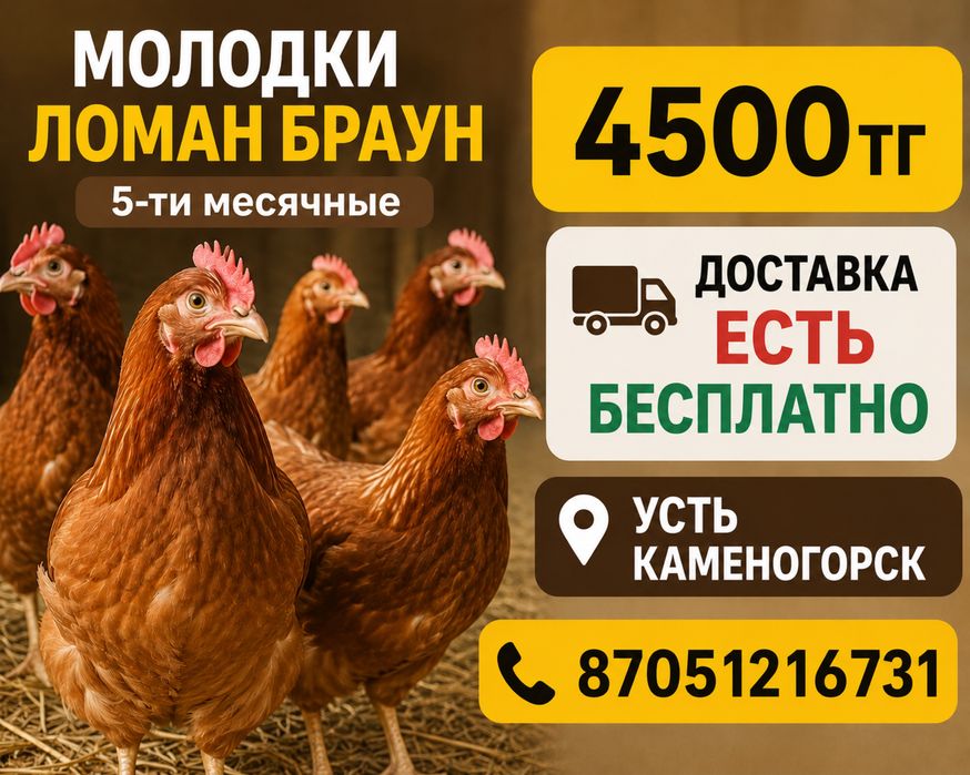 Несушки ломан браун