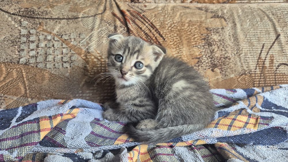 Отдам котят вислоухих