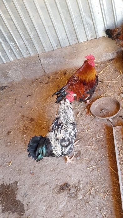 Кораздар сатылады саудасы бар