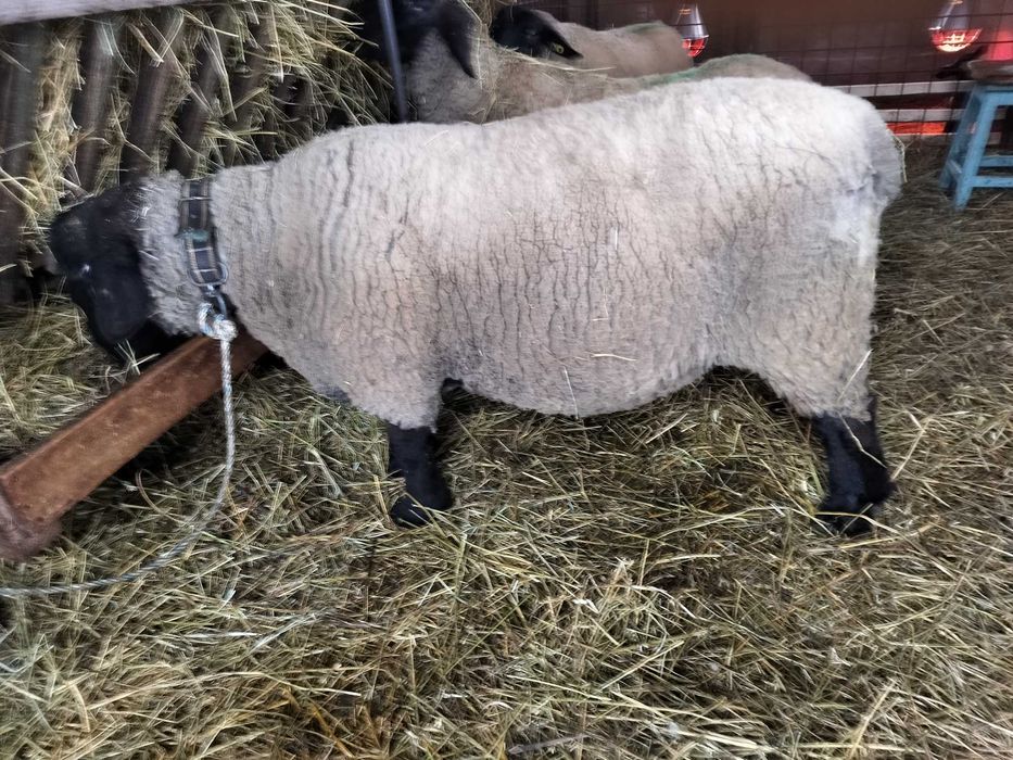 Berbec suffolk de vânzare