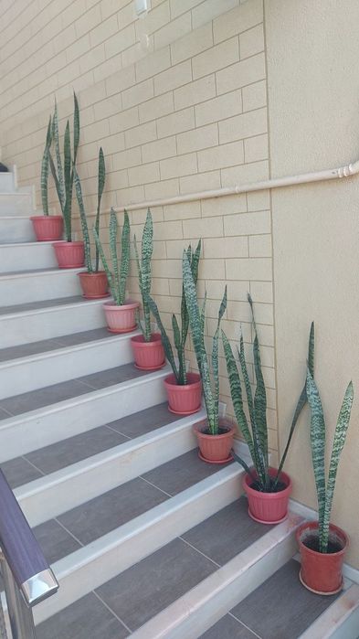 Алое вера, Aloe vera guli 30000