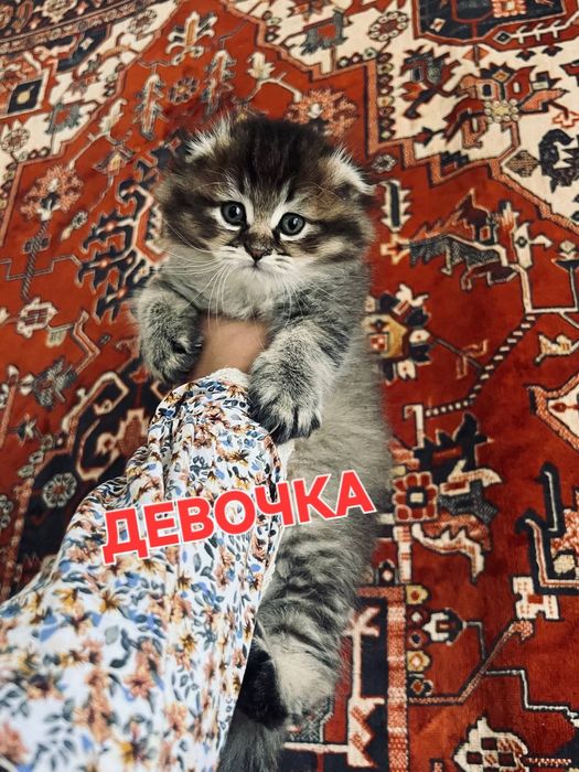 Продаются котята Британский Золотая шиншилы