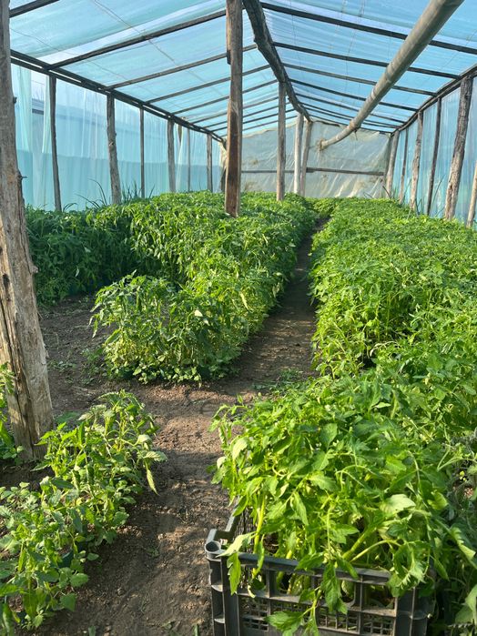 Răsaduri de legume profesionale