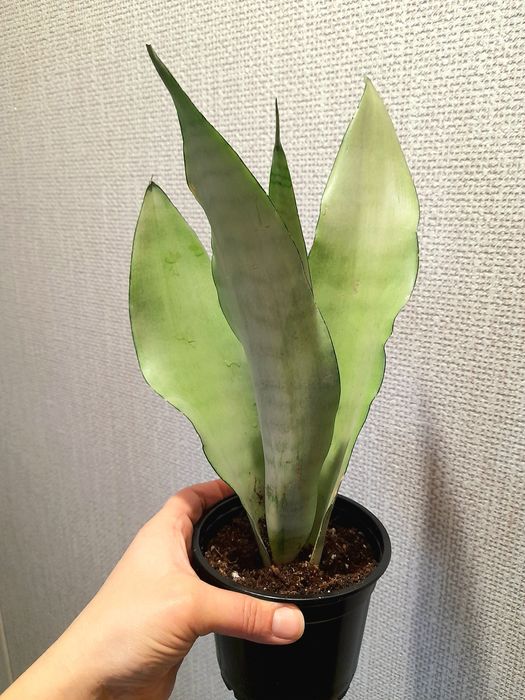 Продам Сансевиерия Металлика