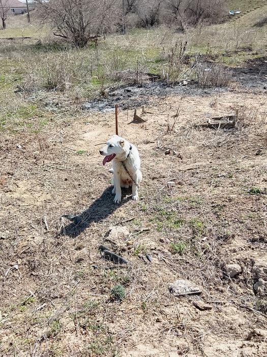 Алабай САО 6 месяц