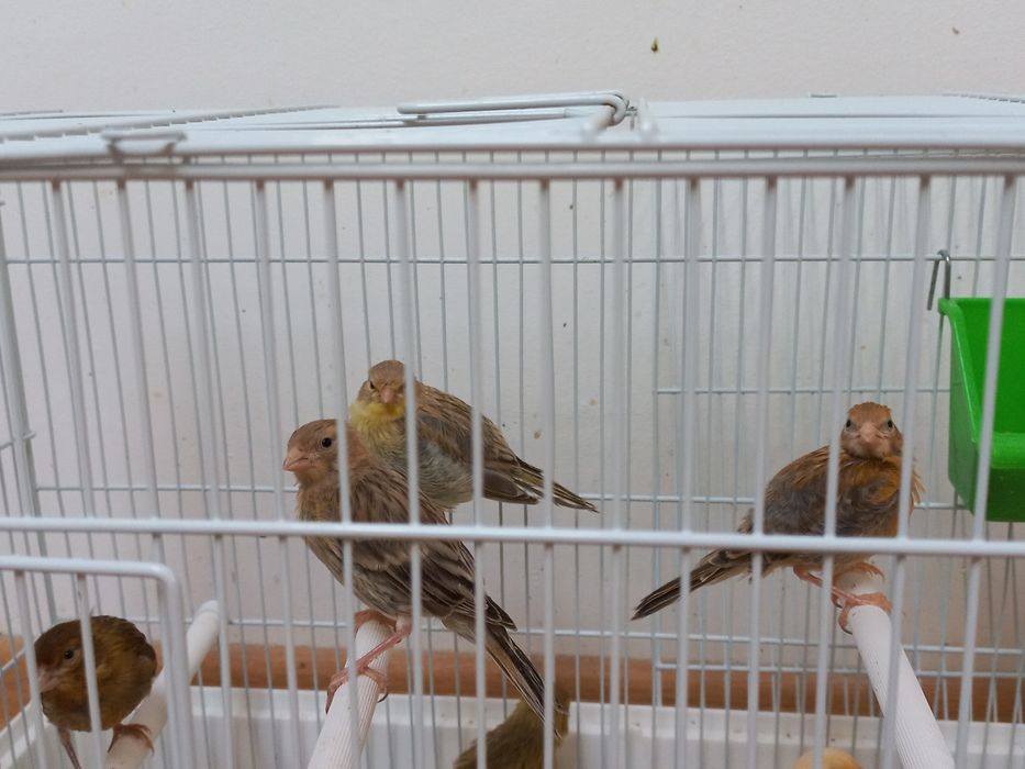 Vand canarite și canari