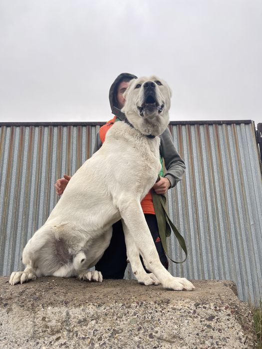 Собаки ,щенки ,акбаш ,турецкий алабай