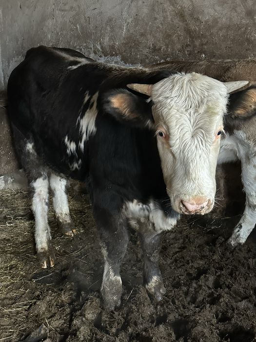 Vand Tauras si vitea