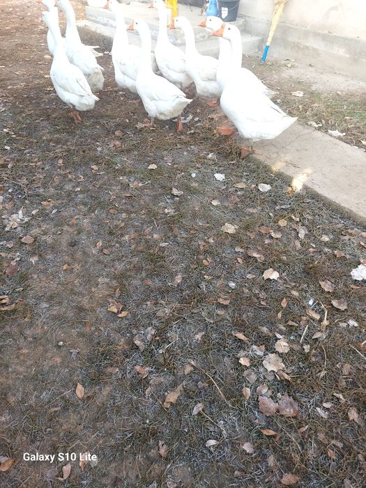 Продам больших гусей