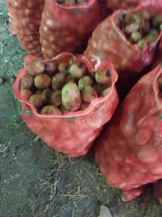 Продам картофель сорт гала.