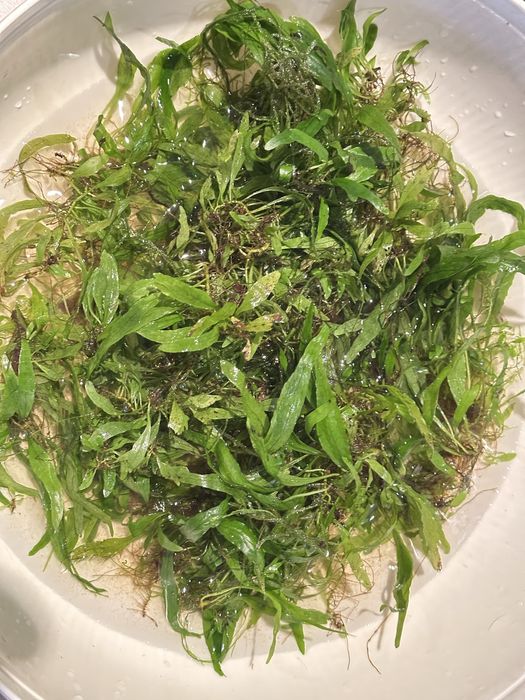 Водни растения за аквариуми