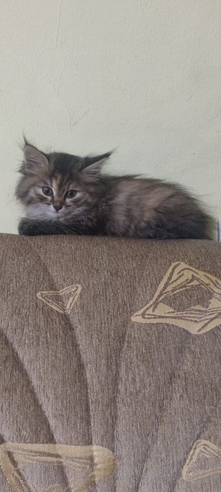 Котенок 2 месяца