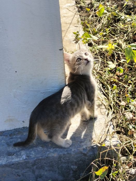 Хорошие котята ищат дом