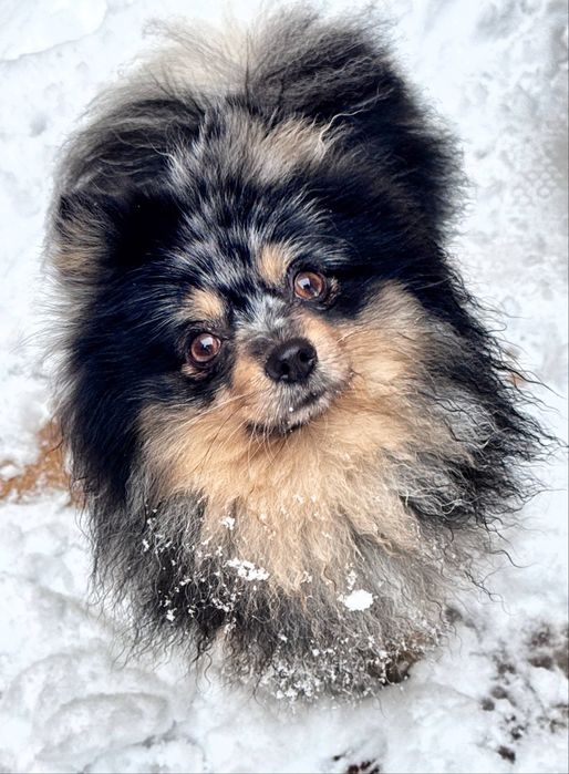 Продаётся Немецкий шпиц.