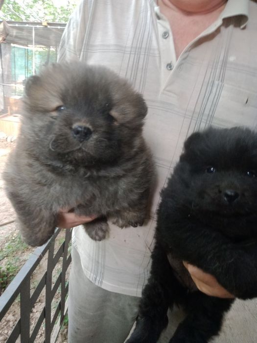 Продаются щенки Чау-чау