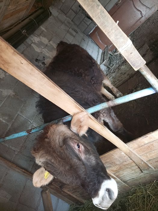 2 бұқа сатылады бағасы келісімді