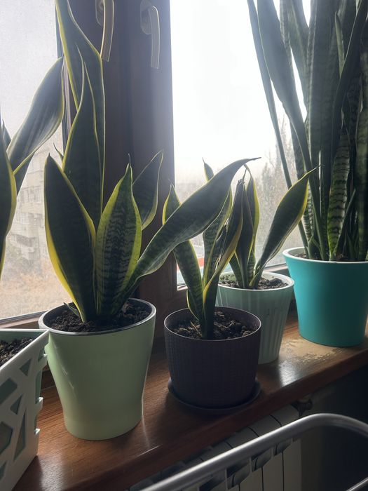 Цветы комнатные сансевиерия