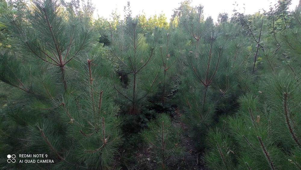 Манзаралар дарахт ва арчалар