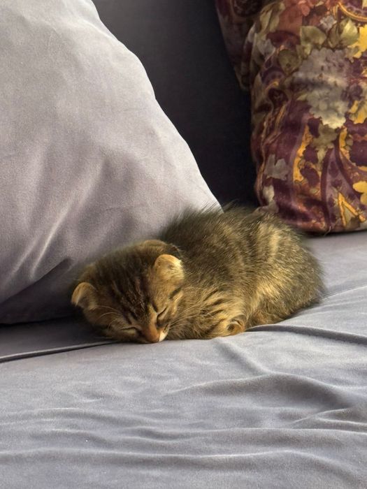 Продаем котёнка . Цвет серый веслоухая девочка