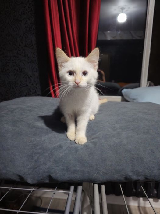 Котенок в добрые руки