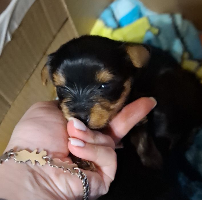 Бронь щенки йоркширского терьера