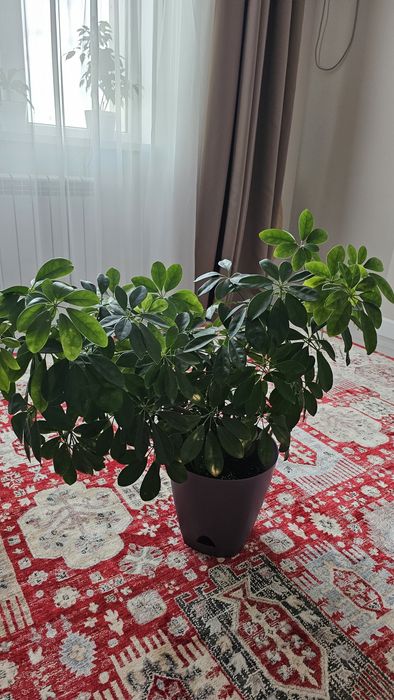 Комнатные цветы.