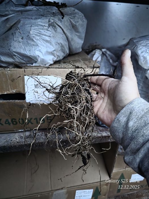 Хоста гуллар тувакларда сотувда