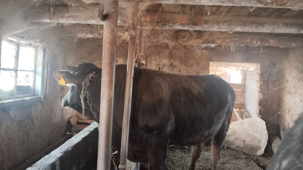 Бык племянной алатауский