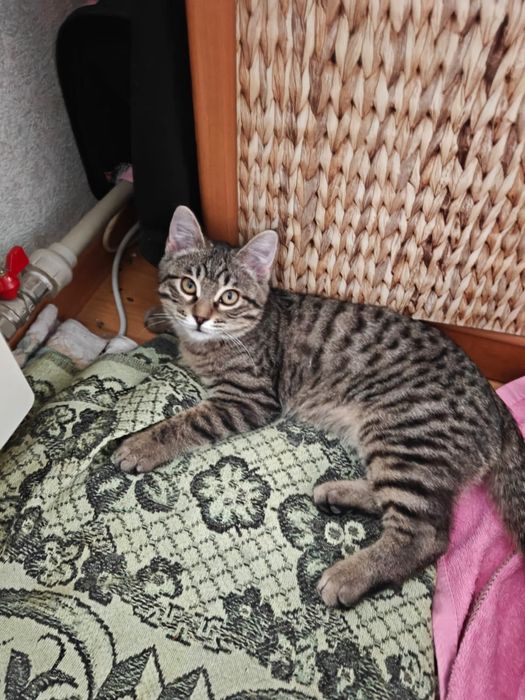 Котенку шщем дом