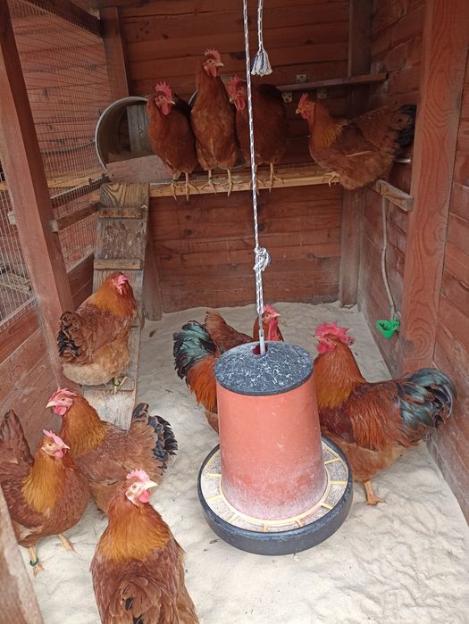 Разплодни/оплодени яйца